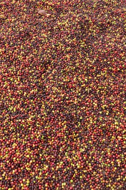 kızartma önce taze kahve çekirdekleri