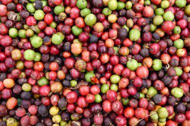 kızartma önce taze kahve çekirdekleri