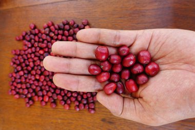 Taze kahve çekirdeği üzerinde kırmızı meyveler kahve elinde