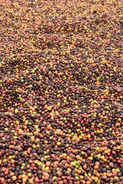 Kırmızı meyveler kahve güneşte kurutma