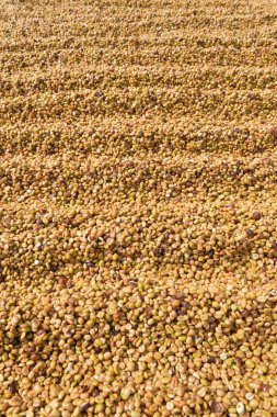 Kahve çekirdekleri güneşte kurutulmuş