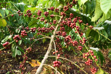 Ağaçta olgunlaşan kahve çekirdekleri