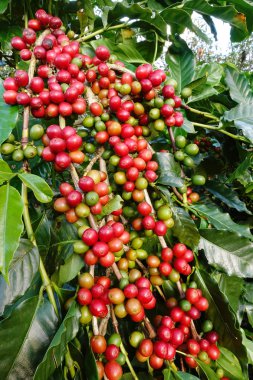Ağaçta olgunlaşan kahve çekirdekleri
