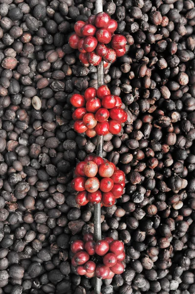 Koffiebonen rijping op gedroogde bessen koffiebonen backgourng — Stockfoto