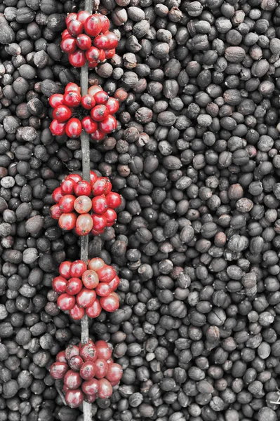 Кофейные зерна созревают на сушеные ягоды кофейных зерен backgourng — стоковое фото
