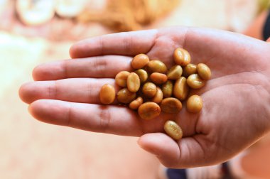 Yeşil kahve çekirdekleri el