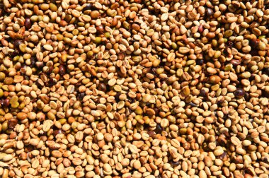 Kahve çekirdekleri güneşte kurutulmuş