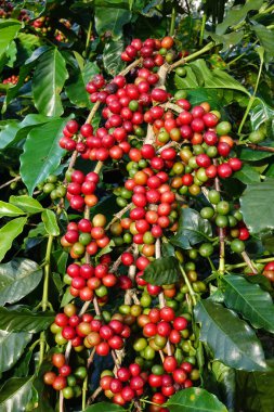 Ağaçta olgunlaşan kahve çekirdekleri