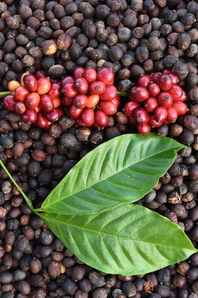 Coffee beans ripening on dried berries coffee beans — Stock Photo, Image