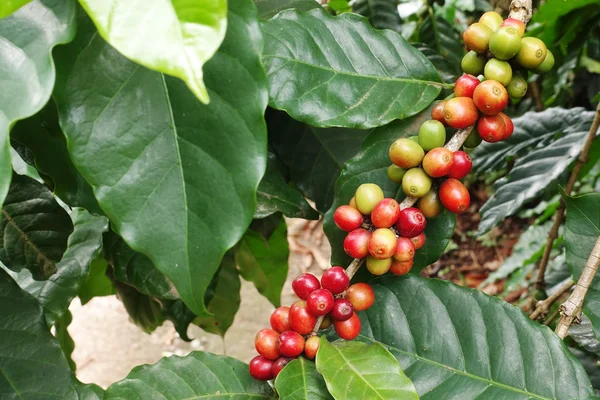 Granos de café madurando en un árbol — Foto de Stock