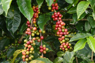 Ağaçta olgunlaşan kahve çekirdekleri