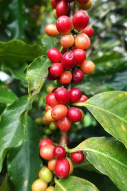 Ağaçta olgunlaşan kahve çekirdekleri