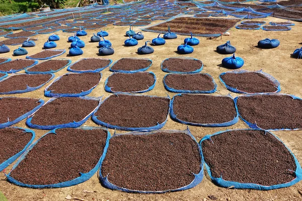 Close up of dried coffee beans — Stock Photo, Image