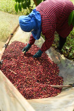 Kırmızı meyveler kahve güneşte kurutma