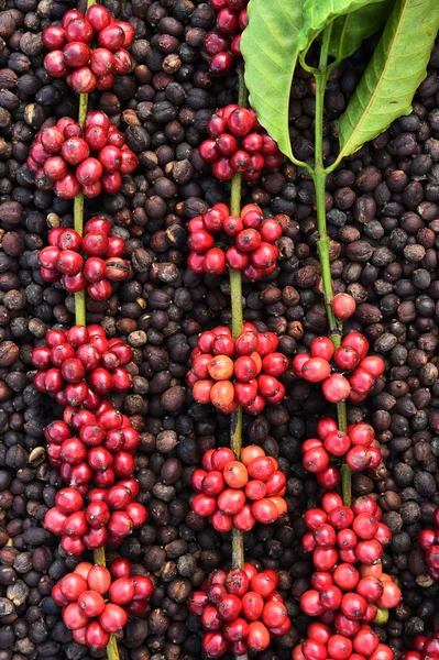 Érési szárított bogyók kávébab kávébab — Stock Fotó