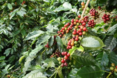 Ağaçta olgunlaşan kahve çekirdekleri