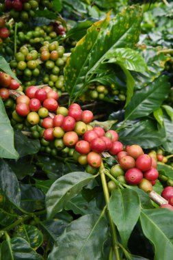 Ağaçta olgunlaşan kahve çekirdekleri