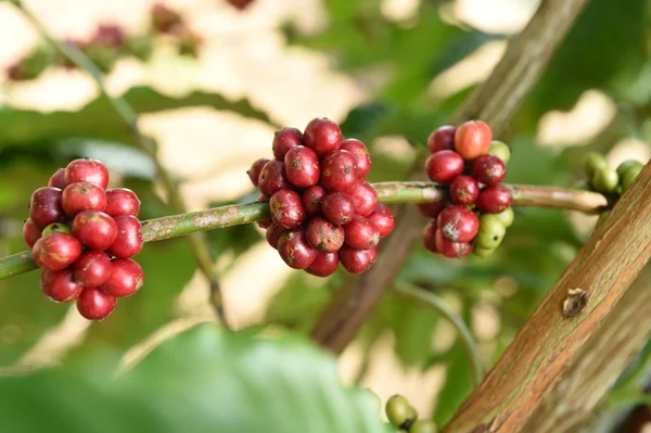 Kávová zrnka zrající na stromě — Stock fotografie