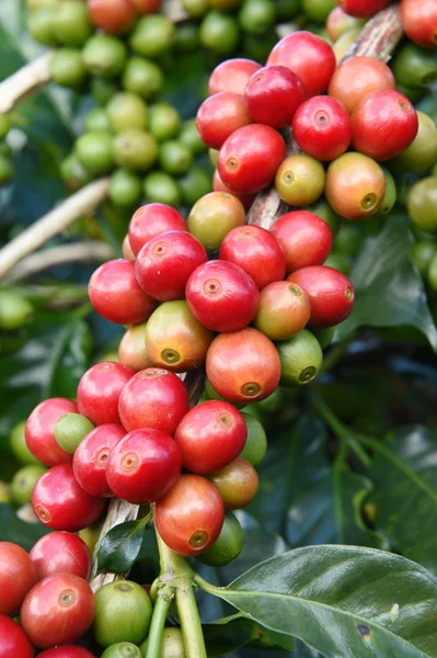 Granos de café madurando en un árbol —  Fotos de Stock