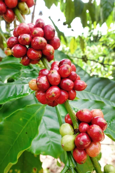 Grains de café mûrissant sur un arbre — Photo