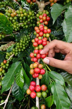el yakından tutmak kahve çekirdekleri