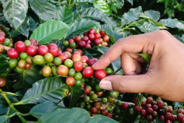 el yakından tutmak kahve çekirdekleri