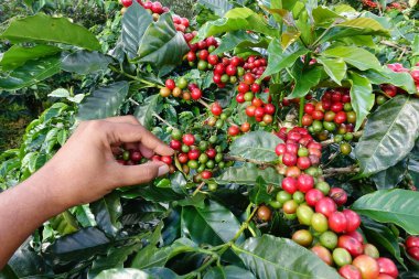 el yakından tutmak kahve çekirdekleri