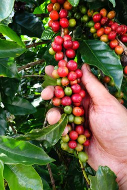 Kırmızı meyveler kahve çekirdekleri yakın çekim