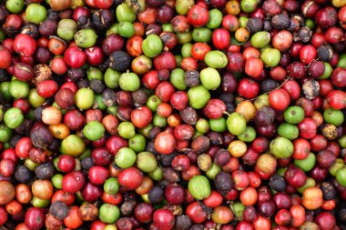 kızartma önce taze kahve çekirdekleri