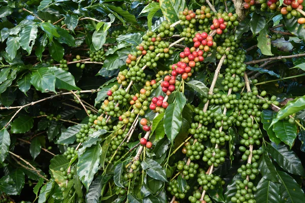 Granos de café madurando en un árbol — Foto de Stock