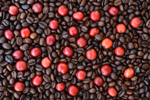 Red ripe coffee on coffee beans — Stock Photo, Image