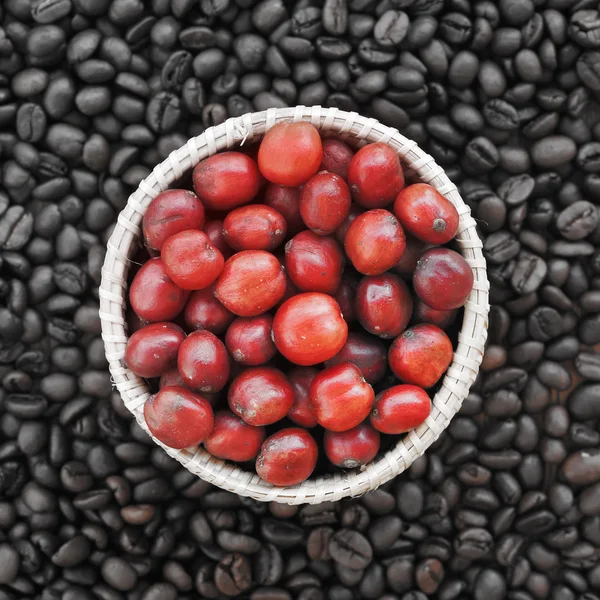 Café rojo maduro en granos de café backgournd —  Fotos de Stock