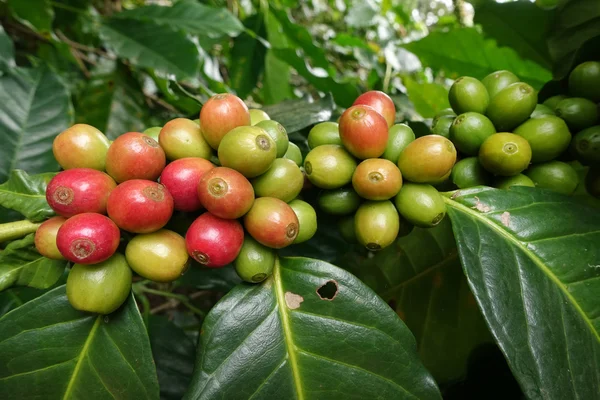 Granos de café madurando en un árbol —  Fotos de Stock