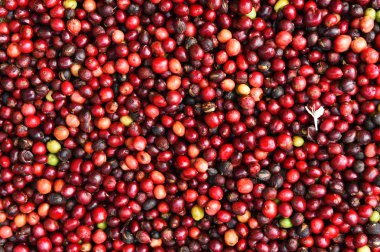 kızartma önce taze kahve çekirdekleri