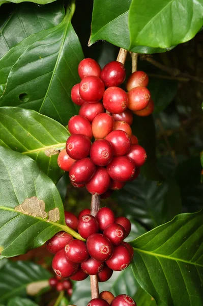 Granos de café madurando en un árbol —  Fotos de Stock