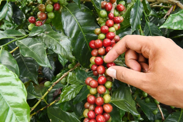 Close-up van de hand houden koffie bonen — Stockfoto