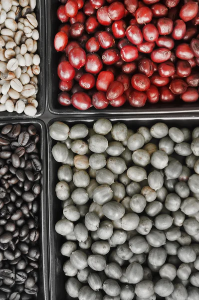Zelená, pražená a čerstvé zrnkové kávy v keramických miskách — Stock fotografie