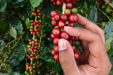 el yakından tutmak kahve çekirdekleri