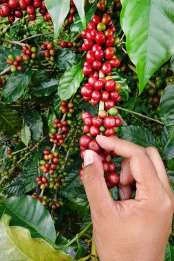 el yakından tutmak kahve çekirdekleri