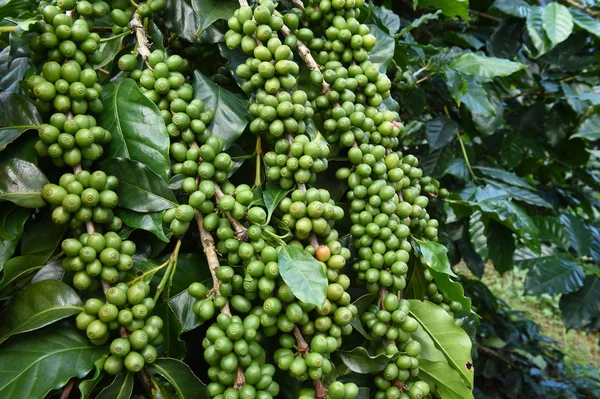 Green coffee beans on stem