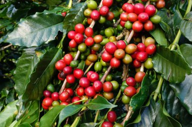 Ağaçta olgunlaşan kahve çekirdekleri