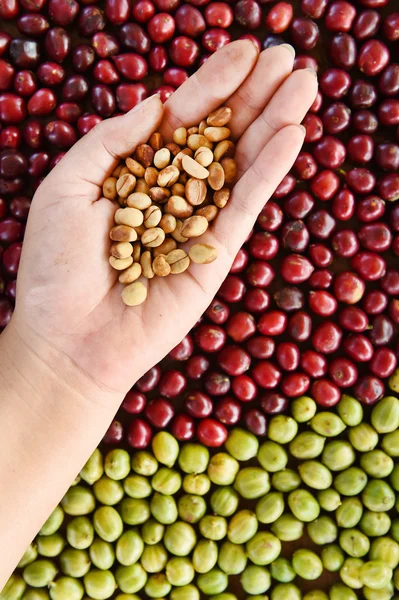 Verse koffie bean in hand op rode bessen koffie — Stockfoto