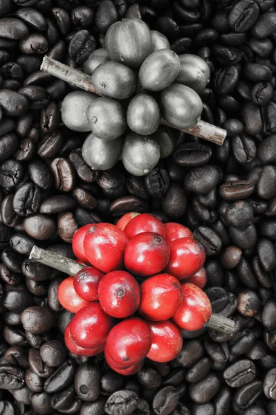 Fresh coffee beans on coffee beans backgournd — Stock Photo, Image