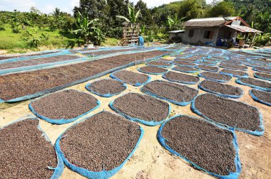 Kuru kahve çekirdekleri yakın çekim
