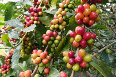 Ağaçta olgunlaşan kahve çekirdekleri