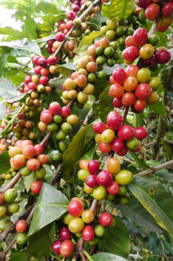 Ağaçta olgunlaşan kahve çekirdekleri