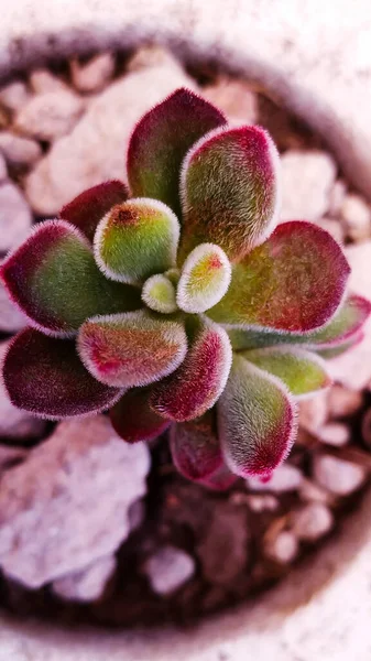 赤と緑のEcheveria Pulvinataロゼット — ストック写真