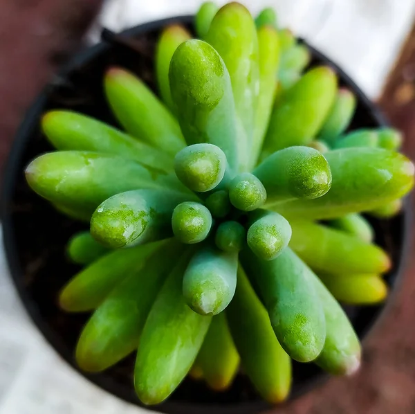 Succulent Sedum Rubrotinctum Ζελεδάκια Από Κοντά — Φωτογραφία Αρχείου