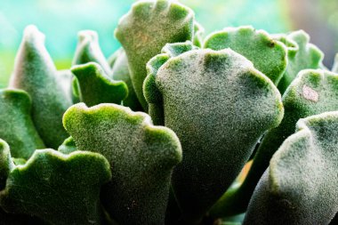 Dalgalı, yeşil, tüylü, sulu...