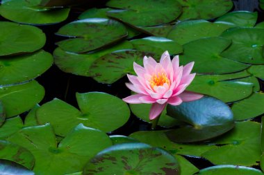 Güzel pembe su zambağı yakından